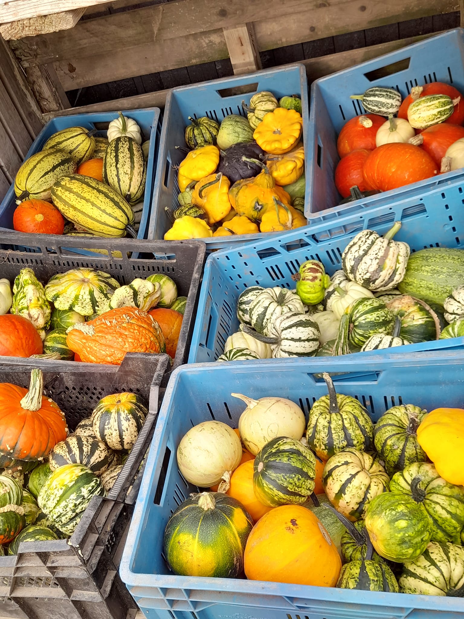 Ruime keuze in Pompoenen en Kalebassen bij Boerderijwinkel Lensink.